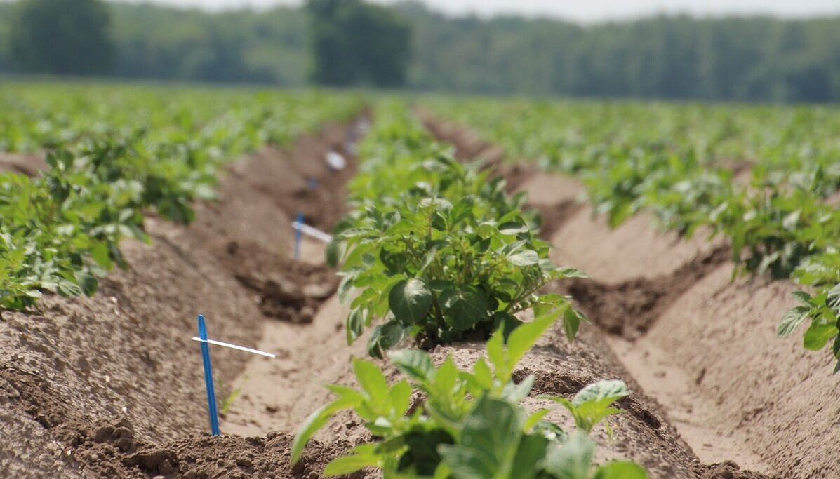 Kartoffelpflanzen auf dem Feld
